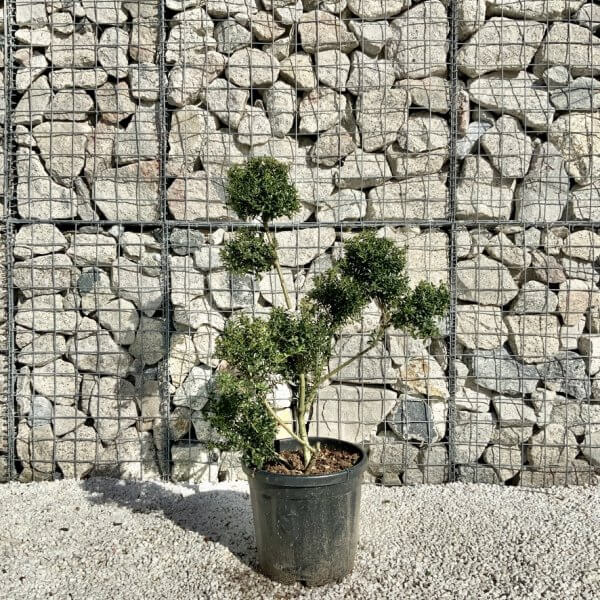 Ilex Crenata Kinme Pom Pon Cloud Tree H101 - FBED5731 F272 46D2 935C 2F299957D143 1 105 c