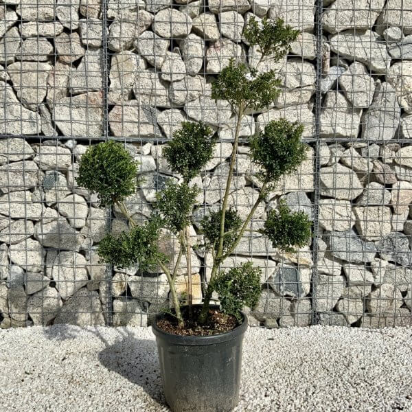 Ilex Crenata Kinme Pom Pon Cloud Tree H126 - FC443793 A53E 43CE A354 CD7C311353B6 1 105 c