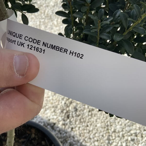 Ilex Crenata Kinme Pom Pon Cloud Tree H102 - FC5EB2BF B66C 44AC 8339 19F470F01E01 1 105 c