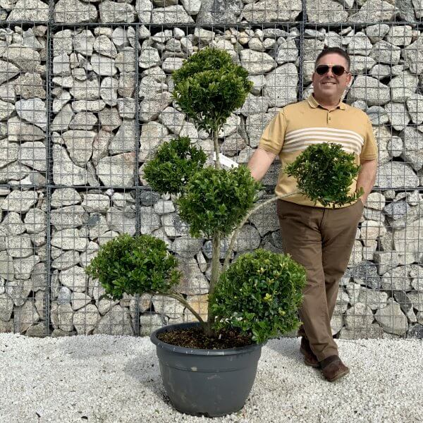 Ilex Maximowicziana Cloud Tree H040