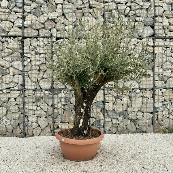 Olive Tree Gnarled XXL Natural Crown (In Patio Pot) H392 - FE692395 6C45 47F6 957F 5F7F36622344 scaled