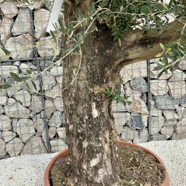 Olive Tree Gnarled XXL Natural Crown (In Patio Pot) H415 - FE9E176F 8D75 4DAB 8C82 88F8DD8BE9A4 scaled