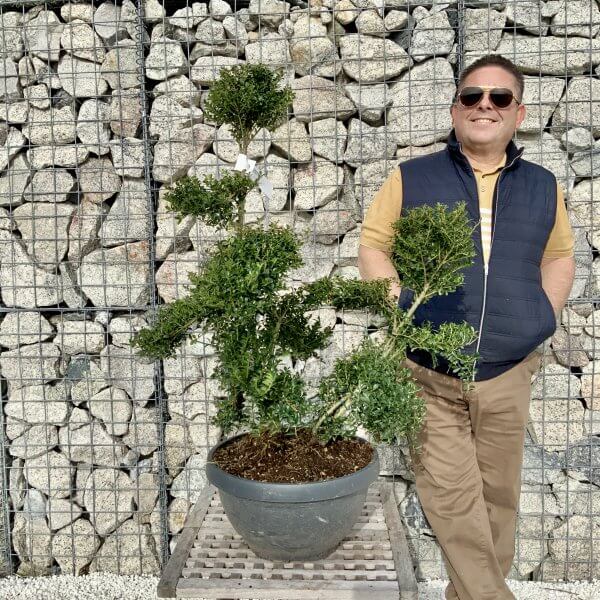 Ilex Crenata Kinme Cloud Tree H087 - FEBA2525 1E01 4092 84CA 2257F462E9AF scaled