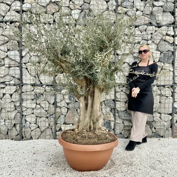 Olive Tree Gnarled XXL Natural Crown (In Patio Pot) H395 - FF6CA0D7 24A5 4F66 BC8F 5BE4BD2C26FB scaled