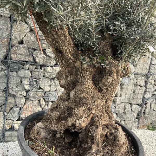 Gnarled Olive Tree XXL (Ancient) H354 - FFFA8C97 6093 458F 84A9 859D41DBF386 scaled