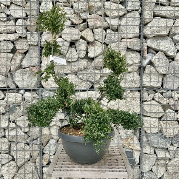 Ilex Crenata Kinme Cloud Tree H257 - 022CEBDD 18F8 4F0C B772 C2EA7E1CBD2E scaled