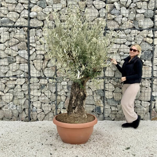 Olive Tree Gnarled XXL Natural Crown (In Patio Pot) H476 - 047A207C EF8B 412D 8B2C AF3690A4E13A 1 105 c
