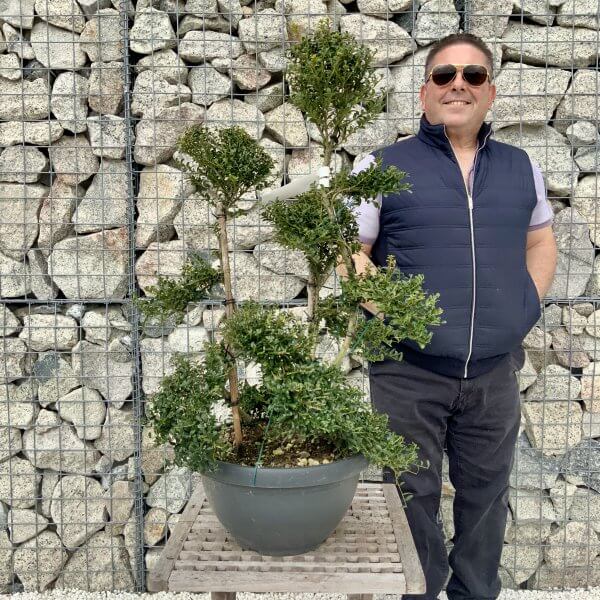 Ilex Crenata Kinme Cloud Tree H232