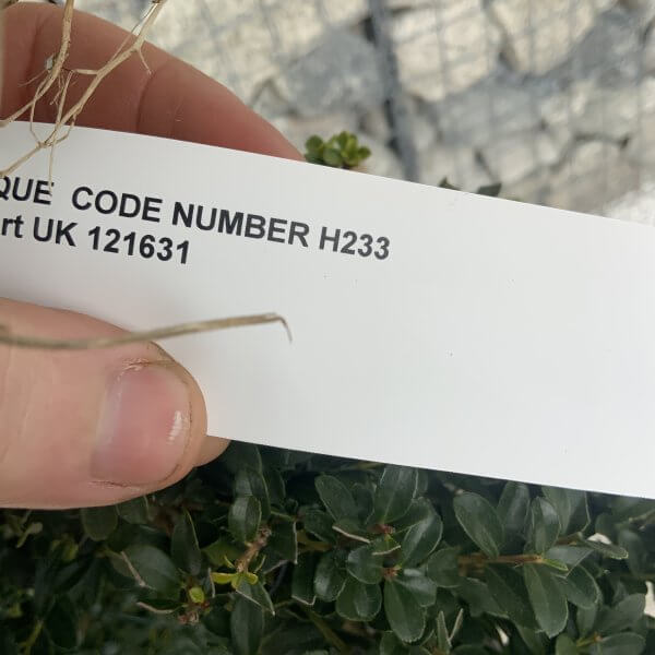 Ilex Crenata Kinme Cloud Tree H233 - 080C7B77 11F6 4DBF B487 32C120A3F100 scaled