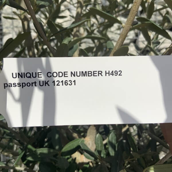 Tuscan Olive Tree Pair XXL H491 (Olea J) - 0A070D91 E3B1 4B27 BC2F DC3389AA2E1A scaled