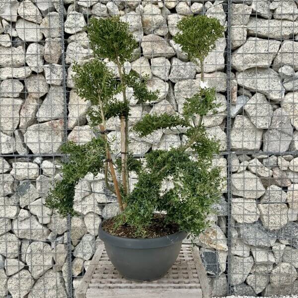 Ilex Crenata Kinme Cloud Tree H242 - 0A309E34 3E57 44FB BB1B 185CC2CDAFB8 1 105 c