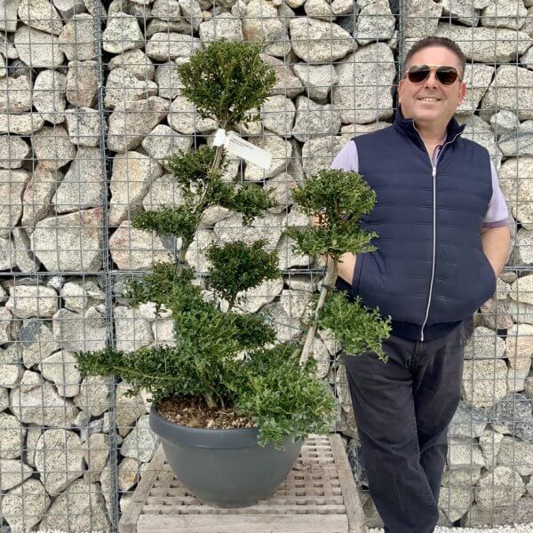 Ilex Crenata Kinme Cloud Tree H243 - 0AA54F8A 0226 4BE1 8140 CACC81AF0263 1 105 c