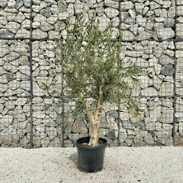 Tuscan Olive Tree V Stem 1.90 – 2.10 M (Olea) - Image 2