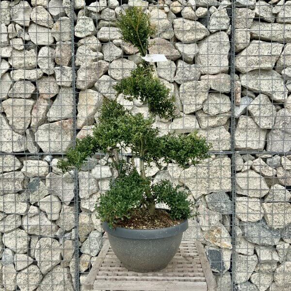 Ilex Crenata Kinme Cloud Tree H262 - Image 2