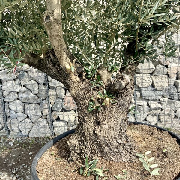 Gnarled Olive Tree Multi Stem Thick XL G334 - 165F1A47 EEDB 4D09 9062 34E2E2EEA8C2 scaled