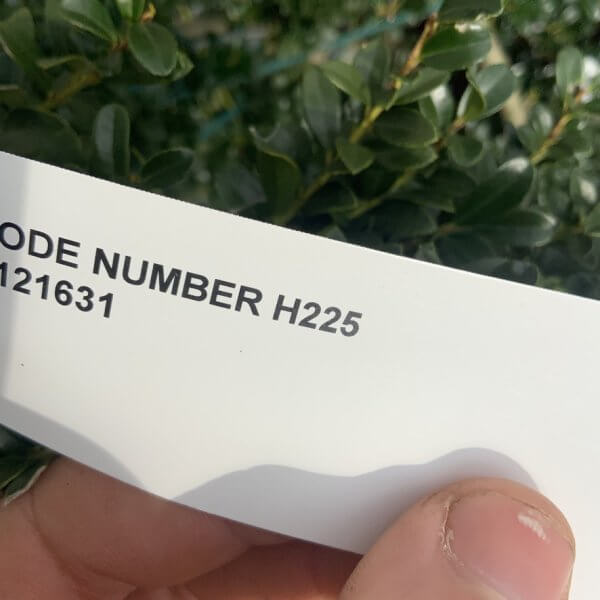 Ilex Crenata Kinme Cloud Tree H225 - 191A2A44 B124 4130 A763 D6483FF7D54A 1 105 c