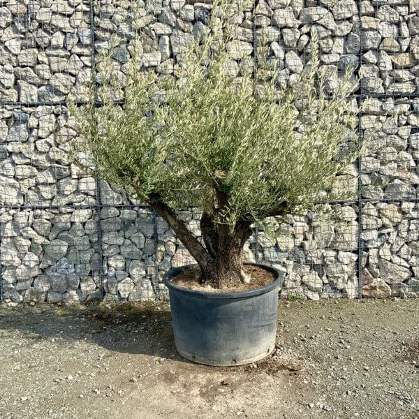 Gnarled Olive Tree Multi Stem Thick XL G295 - 1C02C1BC 60A9 4154 BBD3 9955930C6BB6 1 105 c