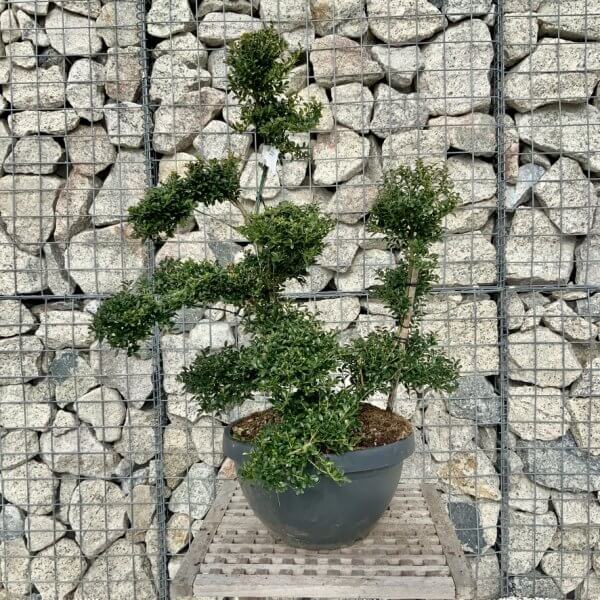 Ilex Crenata Kinme Cloud Tree H224 - 1C67493C A944 4788 99AF 6BAF2D68B49B 1 105 c