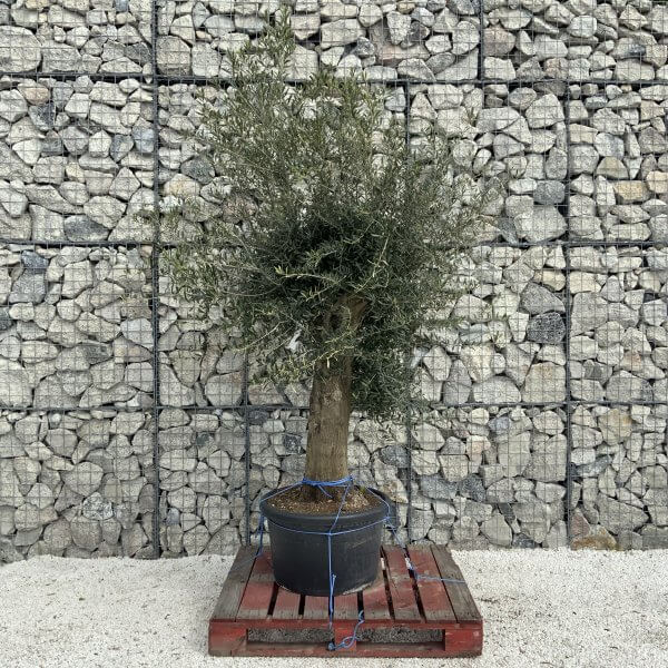 Olive Tree Super Tuscan Chunky Trunk (Individual) H499 - Image 2