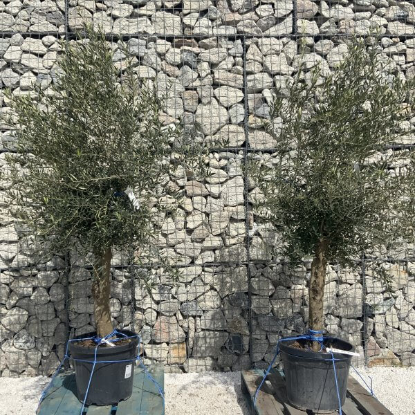 Tuscan Olive Tree Pair XXL H483 (Olea A) - 1EC2D47F C5C8 468C B141 1D162FD9B904 scaled