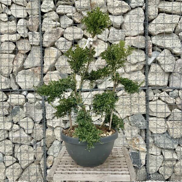 Ilex Crenata Kinme Cloud Tree H258 - 1EE7D005 F1AD 423C A9E3 AD26925FE16A scaled