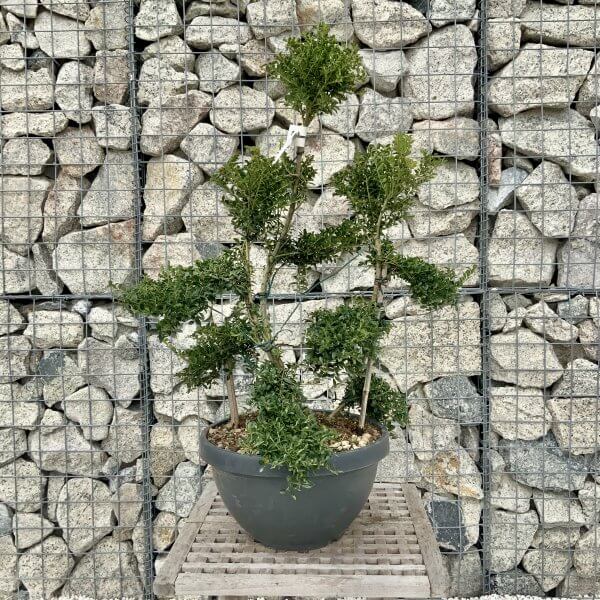 Ilex Crenata Kinme Cloud Tree H258 - 1EE7D005 F1AD 423C A9E3 AD26925FE16A scaled