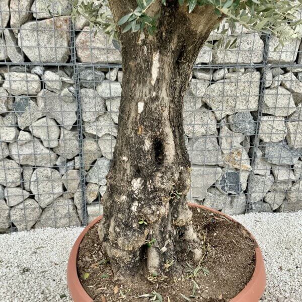 Olive Tree Gnarled XXL Natural Crown (In Patio Pot) H479 - 1FBB38DE 6257 42E6 B8F9 91D9214D5B6F 1 105 c
