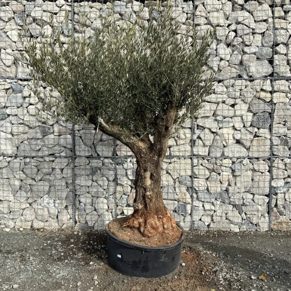 Gnarled Olive Tree Multi Stem Low Bowl XXL (Turtle) G189 - 238369D6 F58A 4539 A23A DFCAA998B970 scaled