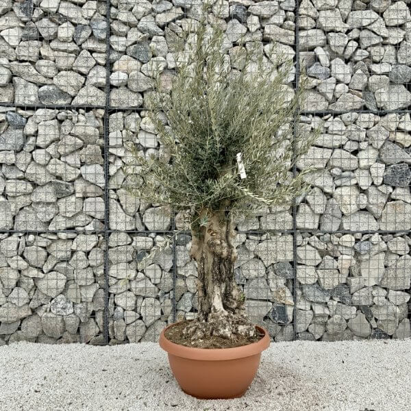 Olive Tree Gnarled XXL Natural Crown (In Patio Pot) H478 - 239AA60A F4C3 4573 8B83 1C8131656640 1 105 c