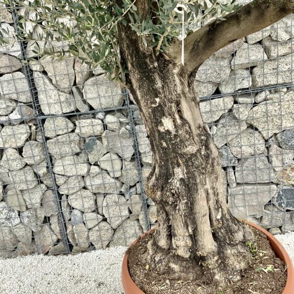 Olive Tree Gnarled XXL Natural Crown (In Patio Pot) H470 - 2495EEC6 A6A1 43DA 8AF0 A09E2C6DDE2F 1 105 c