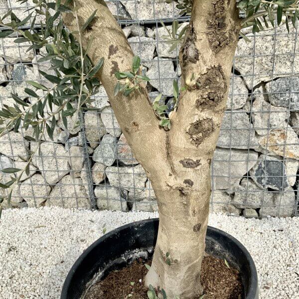 Tuscan Olive Tree V Stem 1.90 – 2.10 M (Olea) - 26569F9C DA98 4C90 ACB4 AA741434EE64 scaled