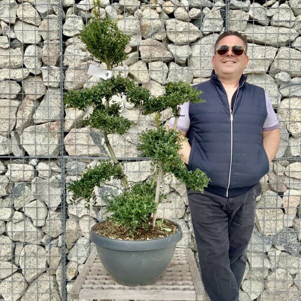 Ilex Crenata Kinme Cloud Tree H256 - 294A2512 8496 4421 BD12 7498DB3F7406 scaled