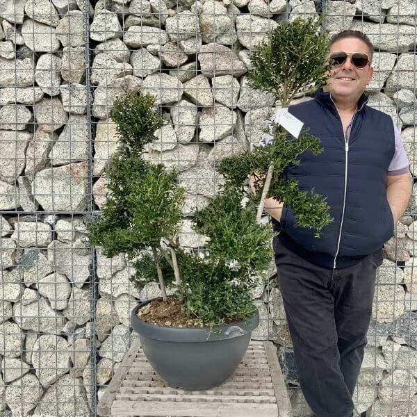 Ilex Crenata Kinme Cloud Tree H230 - 29E56C17 4382 41F7 97B4 C9BE16D3A027 scaled