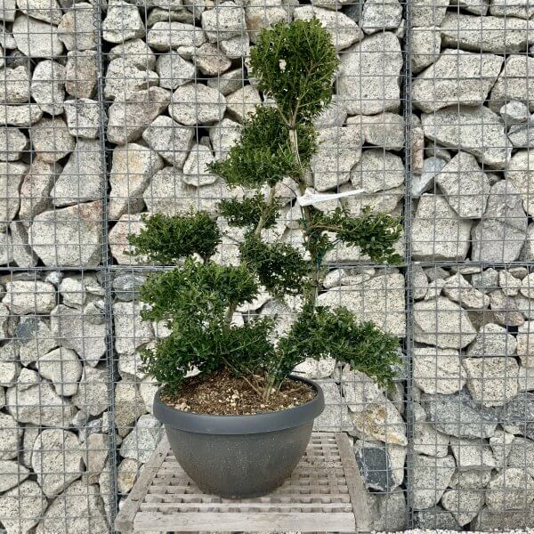 Ilex Crenata Kinme Cloud Tree H234 - 2B1A941D 9139 435C BA3C E592F9965C4F scaled