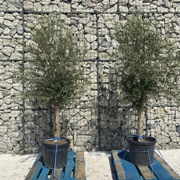 Tuscan Olive Tree Pair XXL H485 (Olea c) - 2B91D74D 6609 4296 83E6 7F6FB4BAE7BF scaled