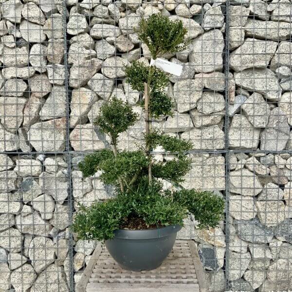 Ilex Crenata Kinme Cloud Tree H252 - 2BB61D81 5EAC 42C6 8E24 746F79A1243C 1 105 c