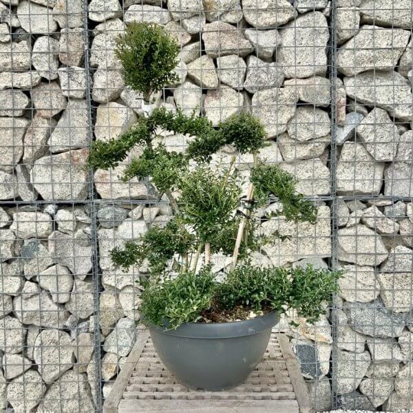 Ilex Crenata Kinme Cloud Tree H255 - 2DC242B2 097E 4A5C AFE1 69ADA7EB14AC 1 105 c