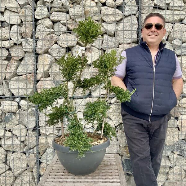 Ilex Crenata Kinme Cloud Tree H258 - 2F596A7F 72DA 4A7D A827 5230C0608739 scaled