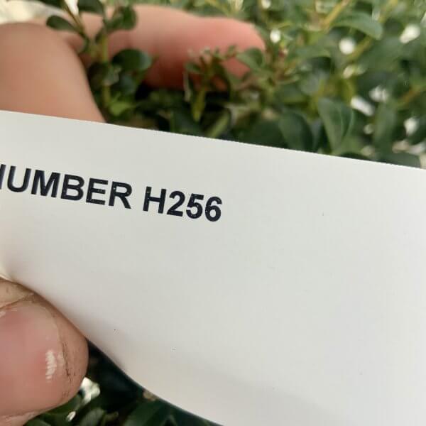 Ilex Crenata Kinme Cloud Tree H256 - 32C2352D 3BBE 4184 9836 162AB6E87559 scaled