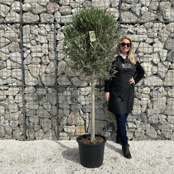 Tuscan Olive Tree (Spanish Compact Crown) 1.75 - 1.90 M - 333456C4 9079 44B3 9AC2 3B11256E4D84 scaled