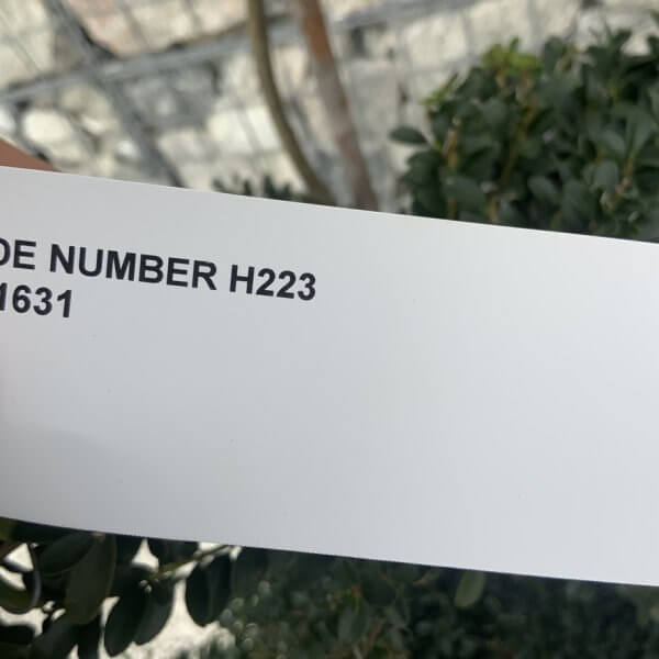 Ilex Crenata Kinme Cloud Tree H223 - 34E8A676 D55D 46DA A362 7F00DE69021F 1 105 c