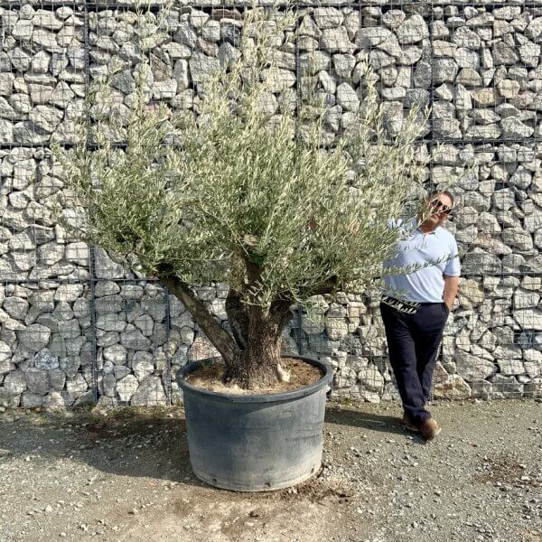 Gnarled Olive Tree Multi Stem Thick XL G295 - 36E47BB5 5323 44BF 8D5F C95A89D0FC14 1 105 c