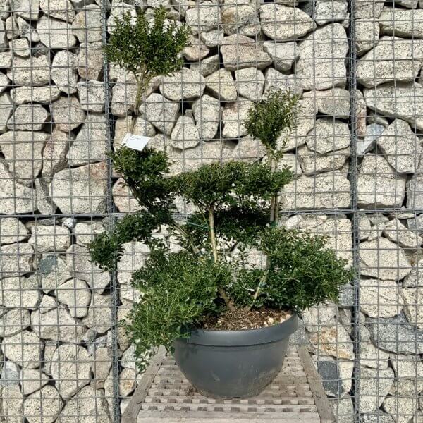 Ilex Crenata Kinme Cloud Tree H225 - 38413C25 03C3 4CAE 9FFC AD081D7AF3FB 1 105 c