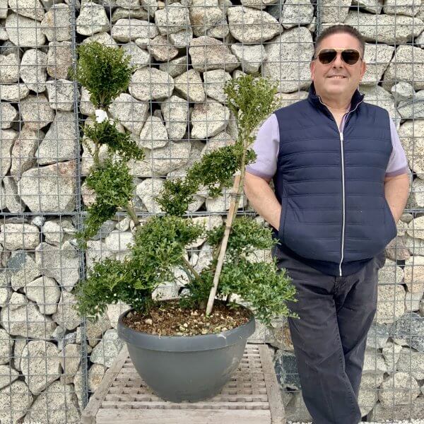 Ilex Crenata Kinme Cloud Tree H237 - 4B6EF6F9 EB98 4C1A 8AD1 42584C2334AE 1 scaled