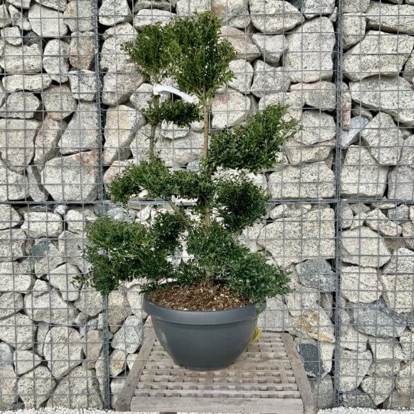 Ilex Crenata Kinme Cloud Tree H250 - 4CAD85CE 48E5 4E64 A959 2257E2357702 1 105 c