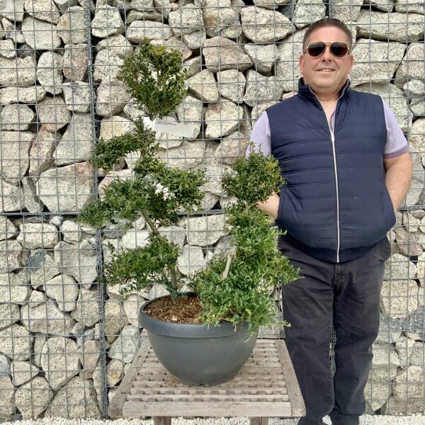 Ilex Crenata Kinme Cloud Tree H229 - 4D378A22 42A0 4ED5 90AD A02CEFB3514D scaled