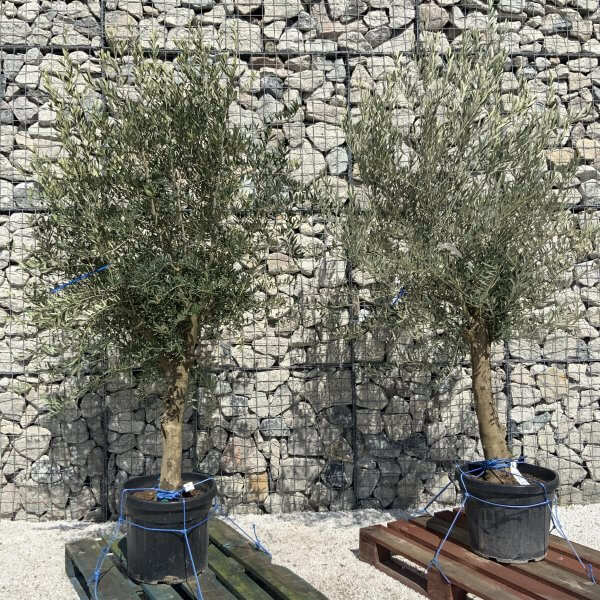 Tuscan Olive Tree Pair XXL H491 (Olea I) - 4D92F02C 1041 4858 B8A2 3908A87C6011 scaled