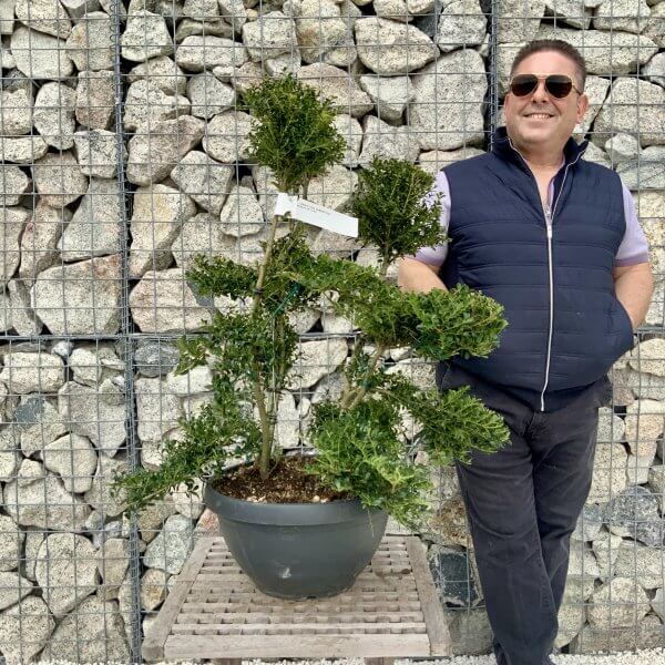 Ilex Crenata Kinme Cloud Tree H260 - 4E5FC824 9876 422F 8215 7F450C5FB843 scaled