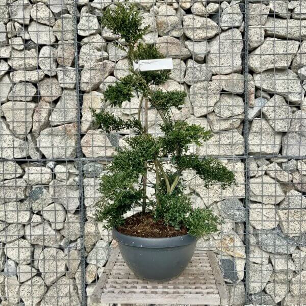 Ilex Crenata Kinme Cloud Tree H223 - 5001D297 1796 4CDF 8FF7 BF1E4EE84D81 1 105 c