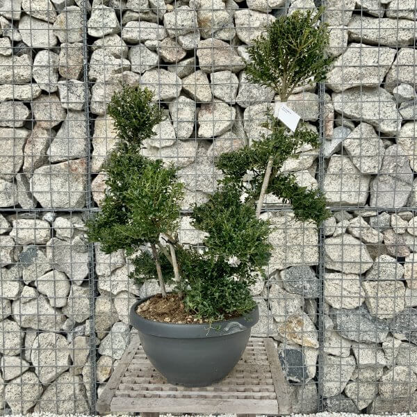 Ilex Crenata Kinme Cloud Tree H230 - 50FBB558 7EA8 4BC4 8DF8 DD9775133A63 scaled